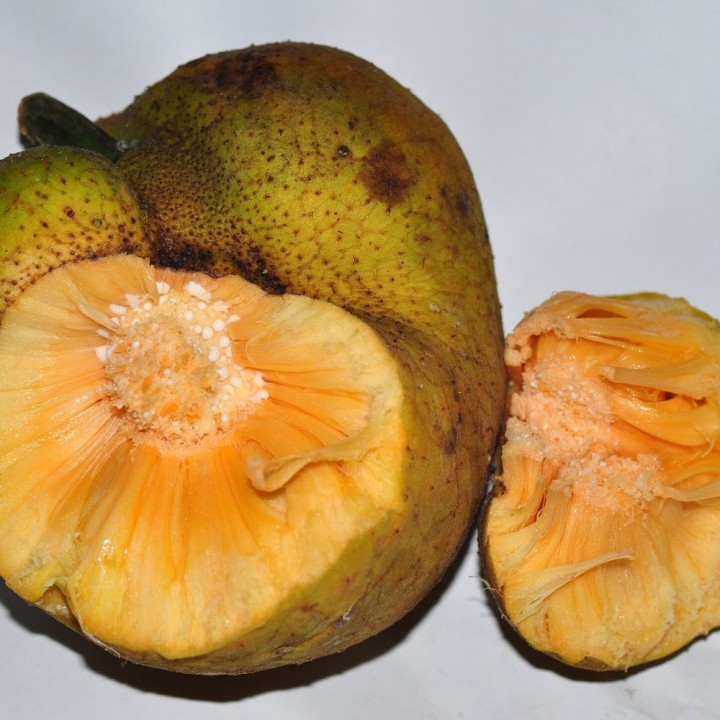 Fruit de singe - Graines