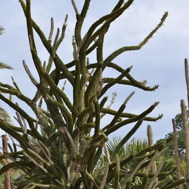 Ocotillo de Madagascar - Graines