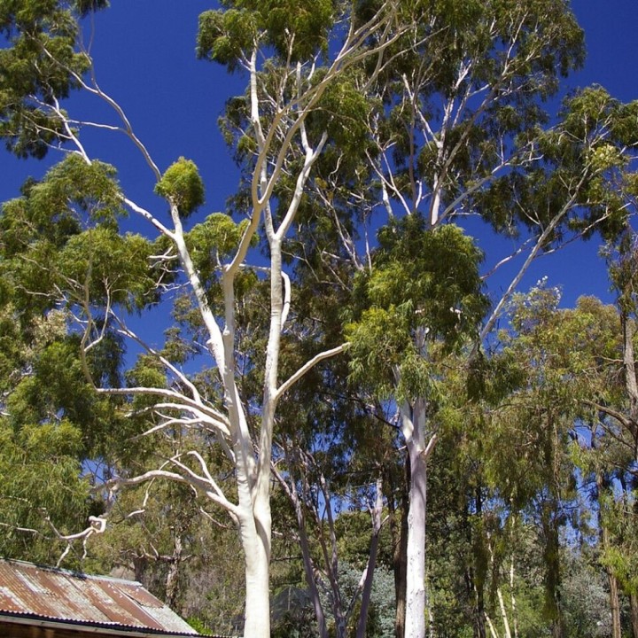 Eucalyptus citronne - Graines