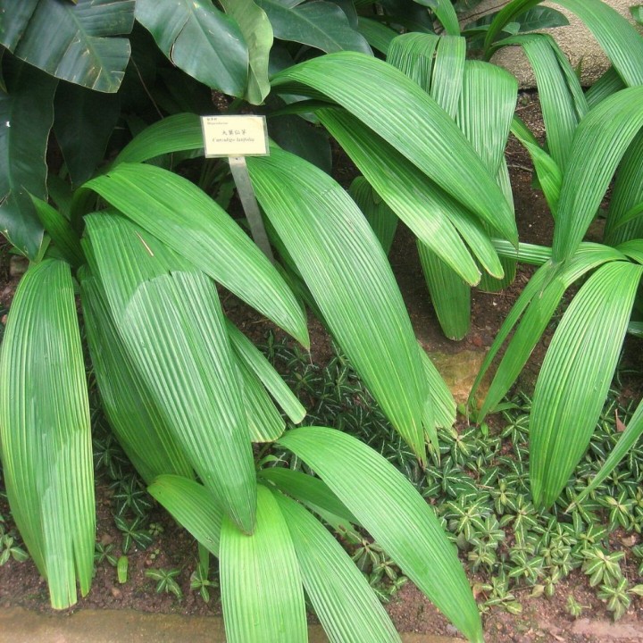 Lamba - Graines