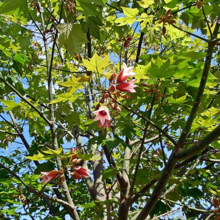 Arbre a ecorce de dentelle - Graines