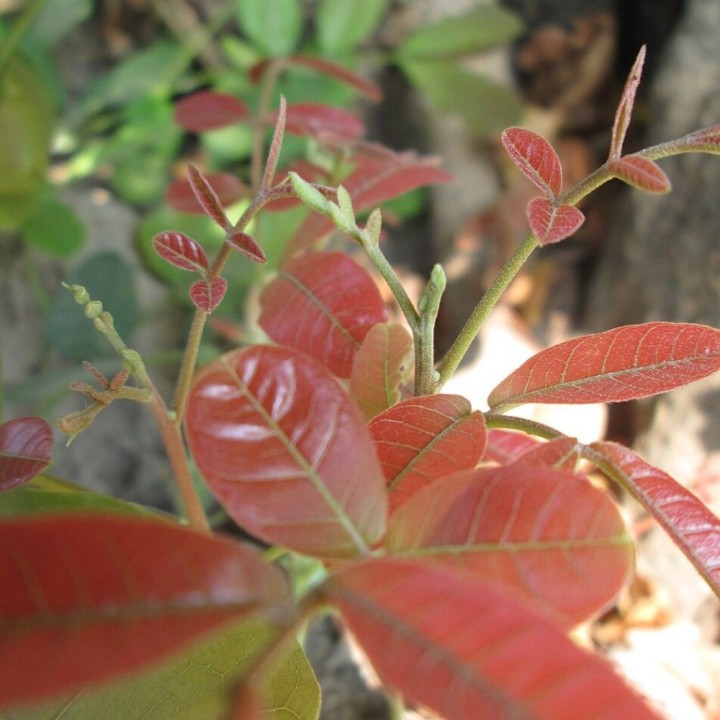 Arbre kusum - Graines