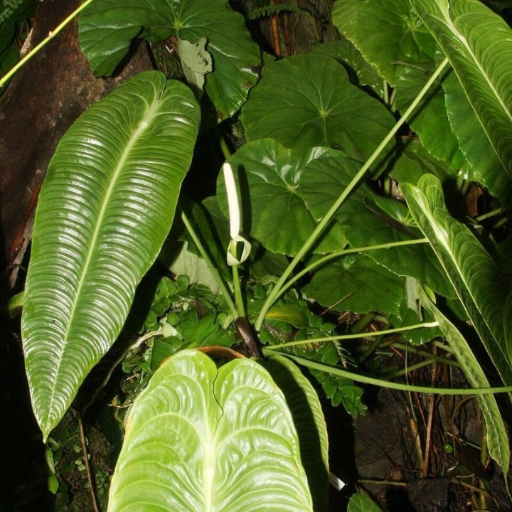 Anthurium veitchii - Graines