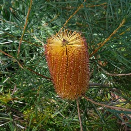 Banksia de espiga - Semillas