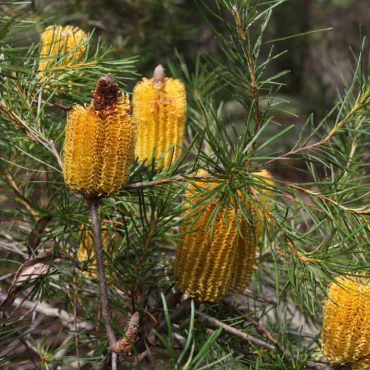 Banksia en epi - Graines