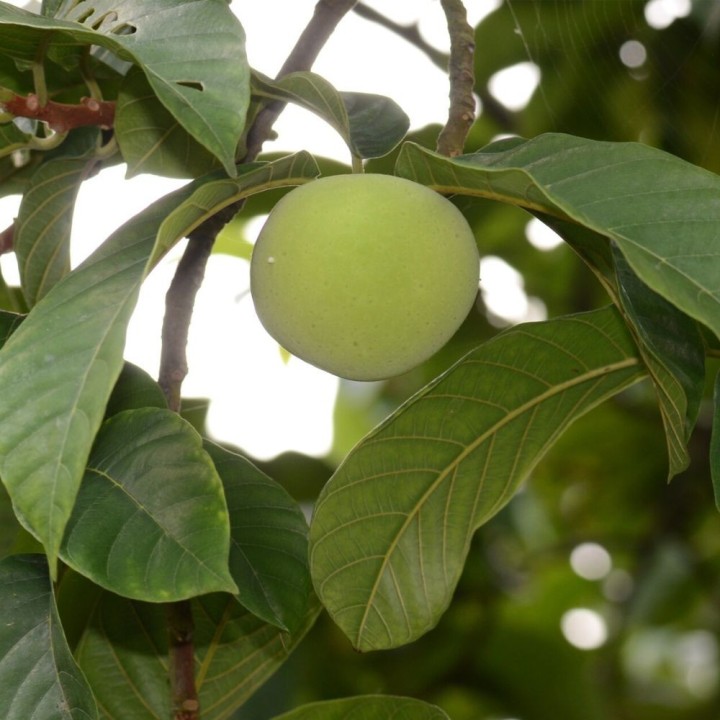 Tampang verde - Semillas