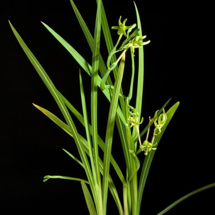 Fresia verde - Semillas