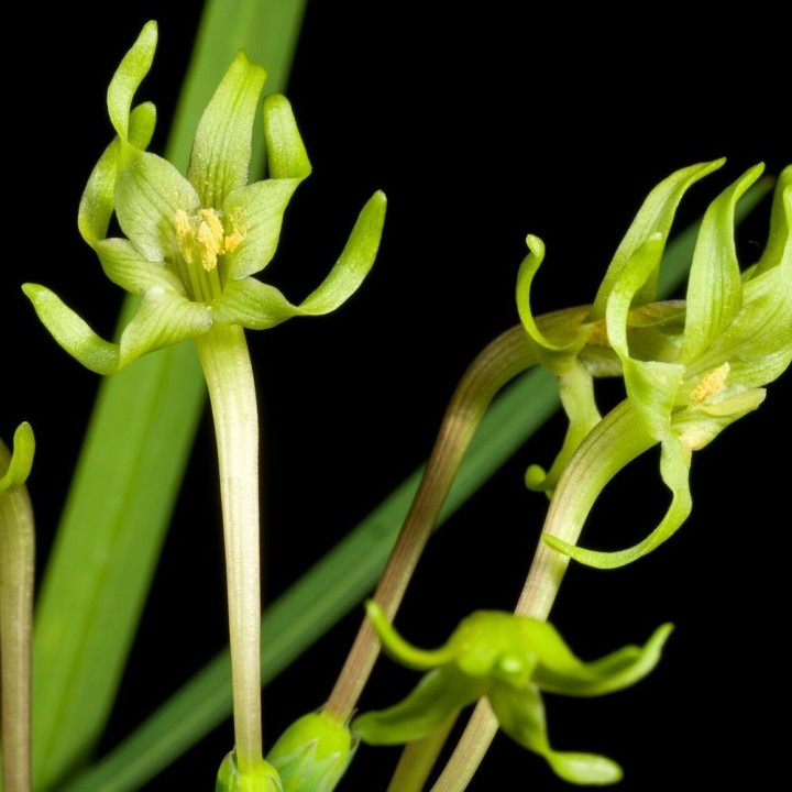 Freesia verte - Graines