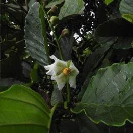 Godapara - Semillas