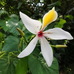 Árbol orquídea gigante - Semillas