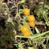 Tomate de Galápagos - Semillas