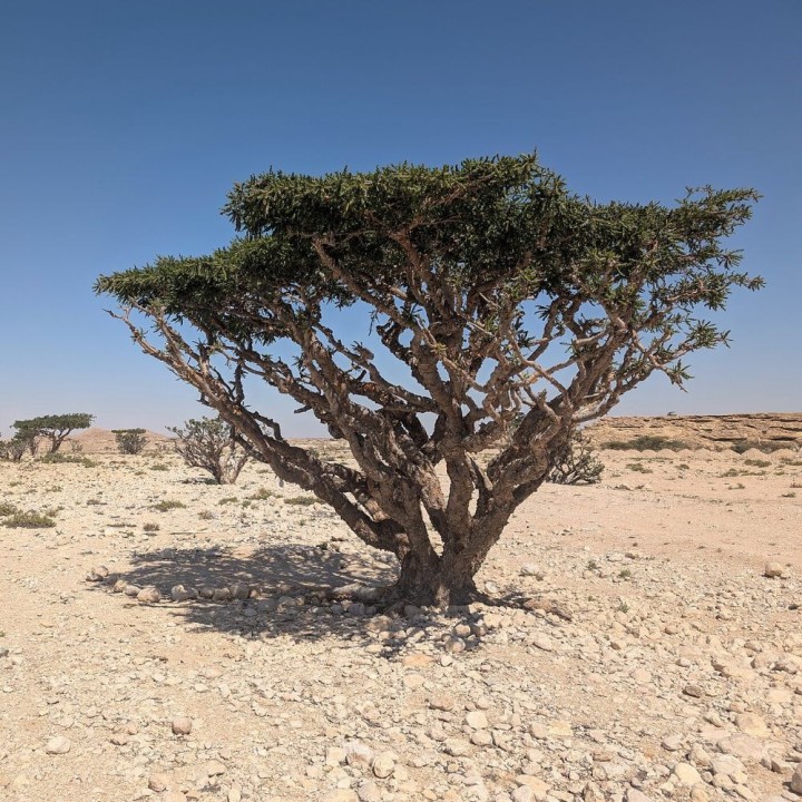 Árbol del incienso - Semillas