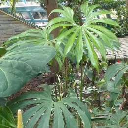 Anthurium doigts - Graines