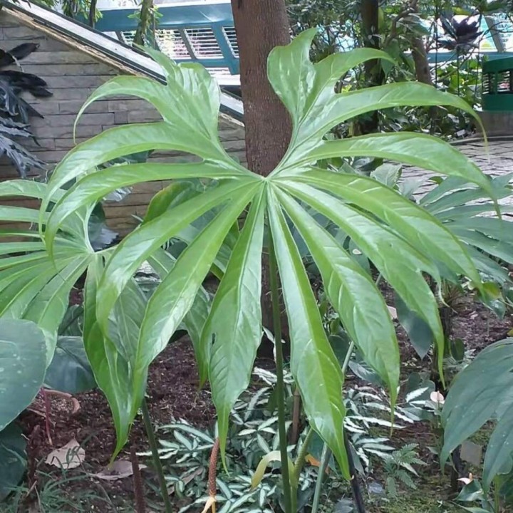 Anthurium doigts - Graines