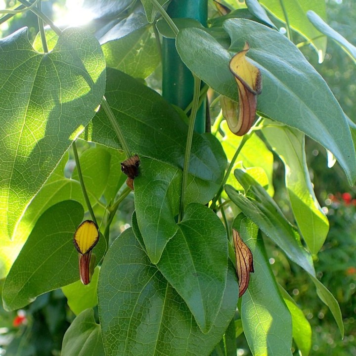Aristoloche persistante - Graines