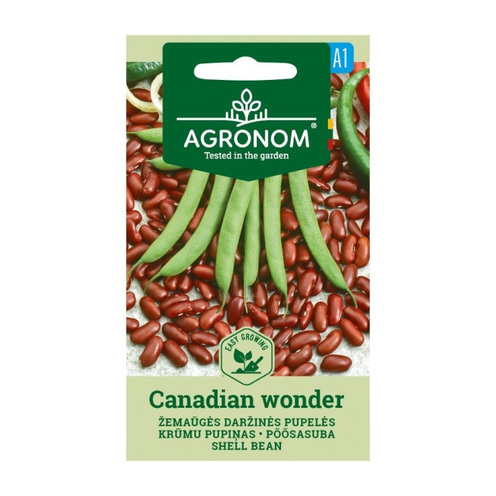 Haricot Canadian wonder - Graines