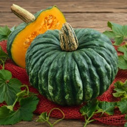 Courge Marina di Chioggia - Graines
