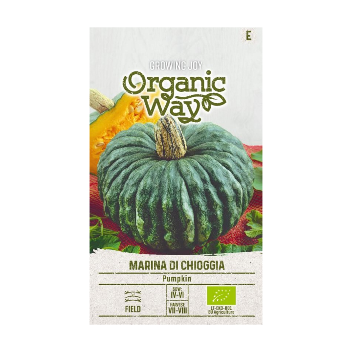 Courge Marina di Chioggia - Graines