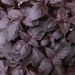 Basilic, Dark Opal - Graines