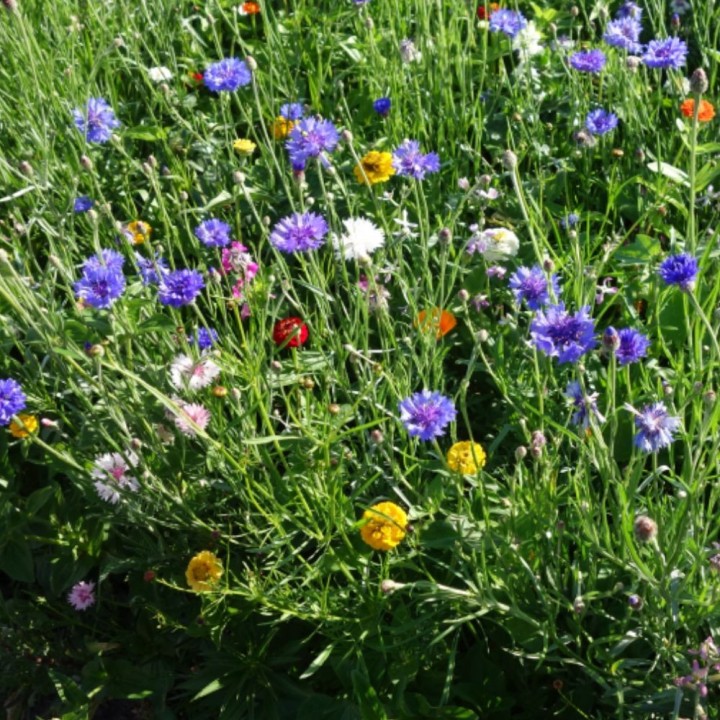 Mélange de fleurs pour papillons - Graines