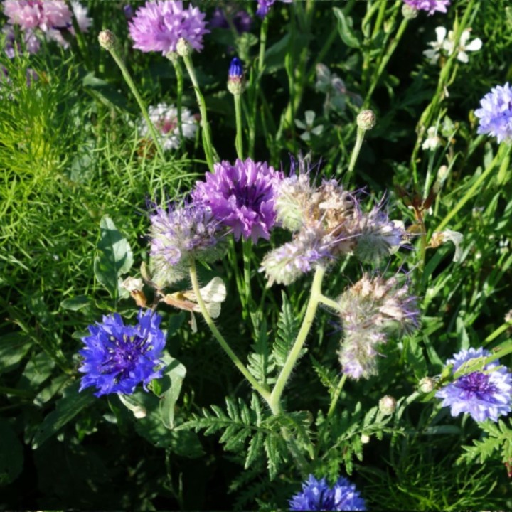 Mélange de fleurs pour papillons - Graines