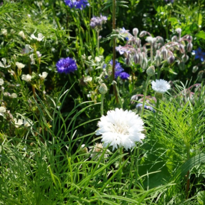 Mélange de fleurs pour papillons - Graines