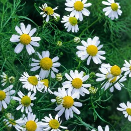 Camomille allemande - Graines