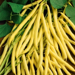 Haricot Canadian wonder - Graines
