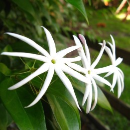 Jasmin thaïlandais - Plante