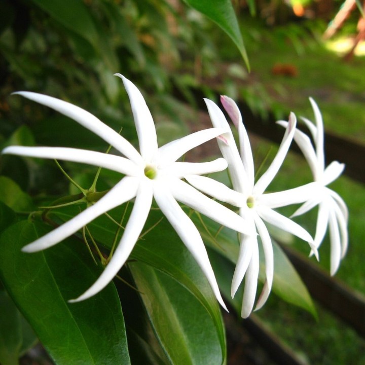 Jasmin thaïlandais - Plante