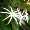 Jasmin thaïlandais - Plante