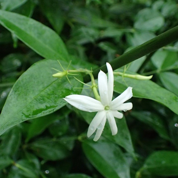 Jasmin thaïlandais - Plante