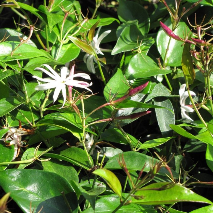 Jasmin thaïlandais - Plante