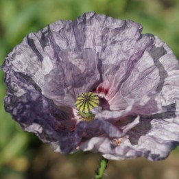 Pavot, Amazing grey - Graines
