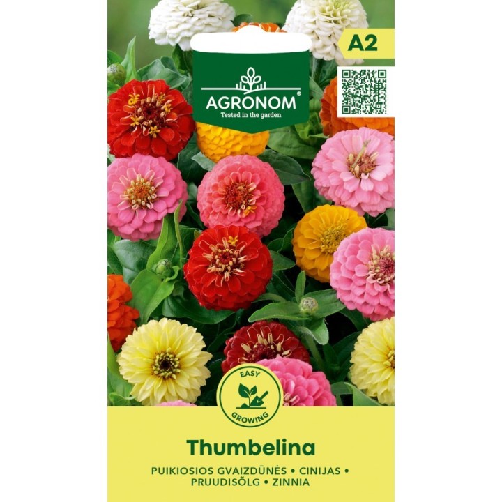 Zinnia, Thumbelina - Graines