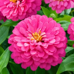 Zinnia, Luminosa - Graines