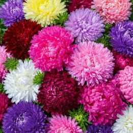Aster de Chine, Bolero - Graines