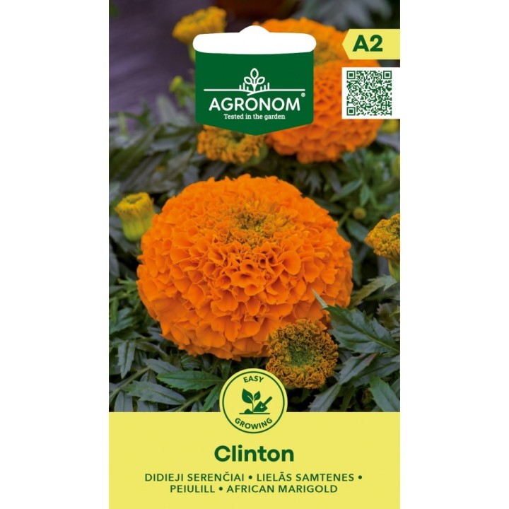 Tagete, Clinton - Graines