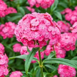 Oeillet de poète, Pink beauty - Graines