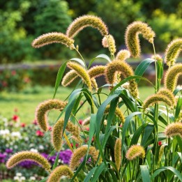 Millet d'Italie - Graines