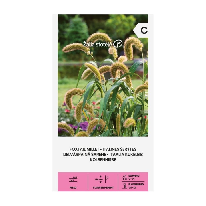 Millet d'Italie - Graines