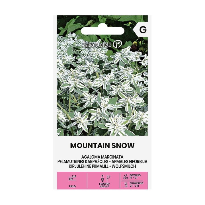 Euphorbe marginée Mountain Snow - Graines