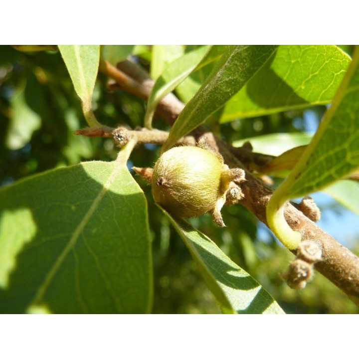 Ébénier d'Afrique - Plante