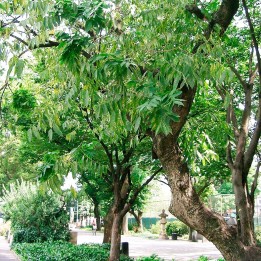 Arbre à savon - Graines