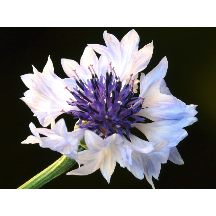 Bleuet 'Blanco' - Graines