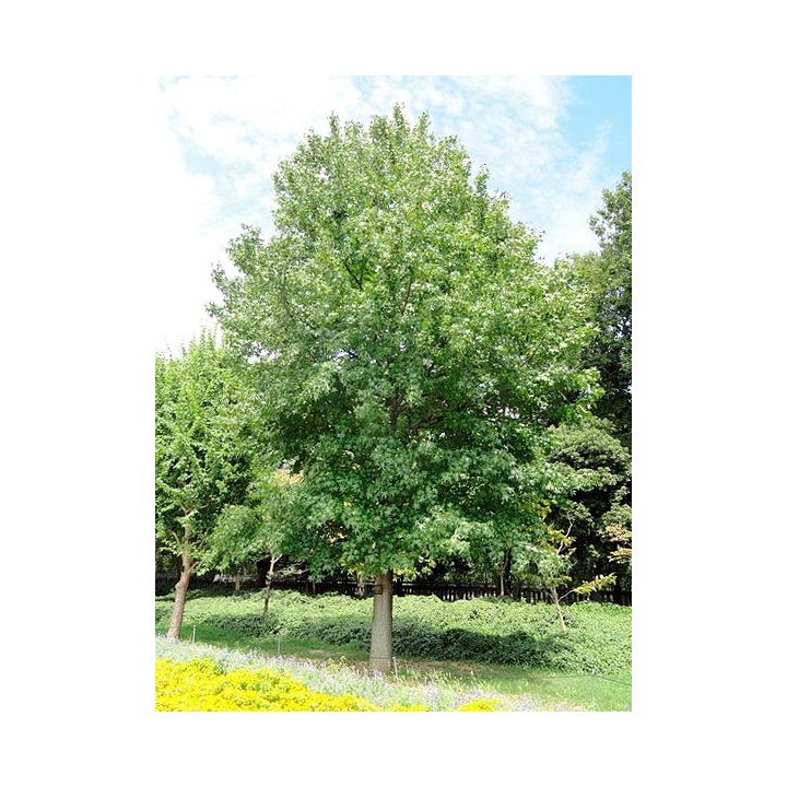 semillas liquidambar americano styraciflua arbol america