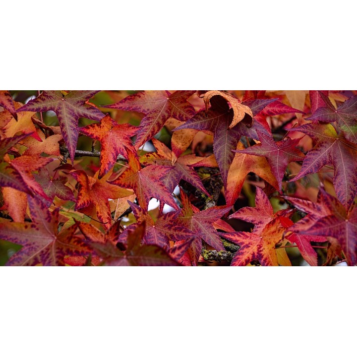 semillas liquidambar americano styraciflua arbol america