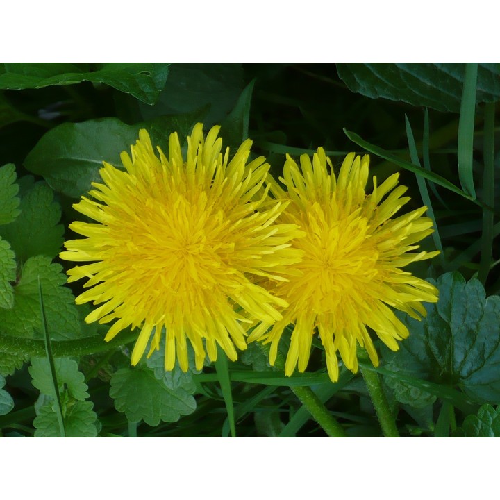 Pissenlit - Graines