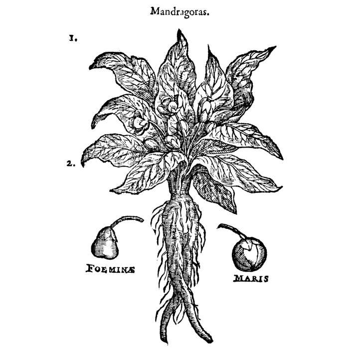 Mandragore - Graines