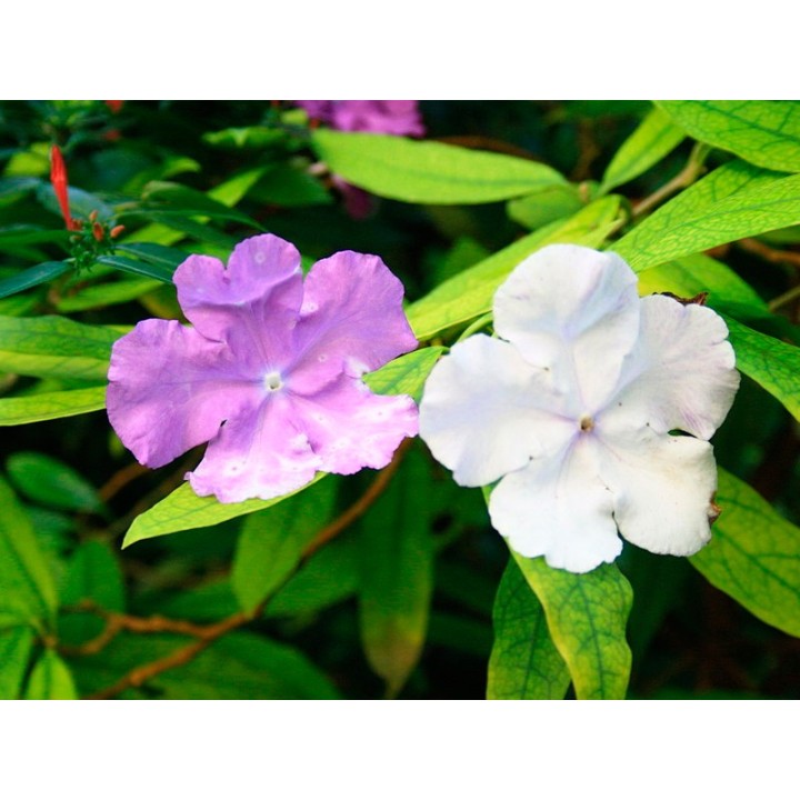 Brunfelsia pauciflora - Graines